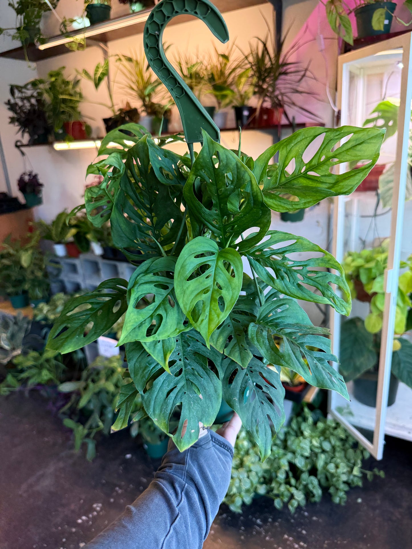 Monstera 'Adansonii'