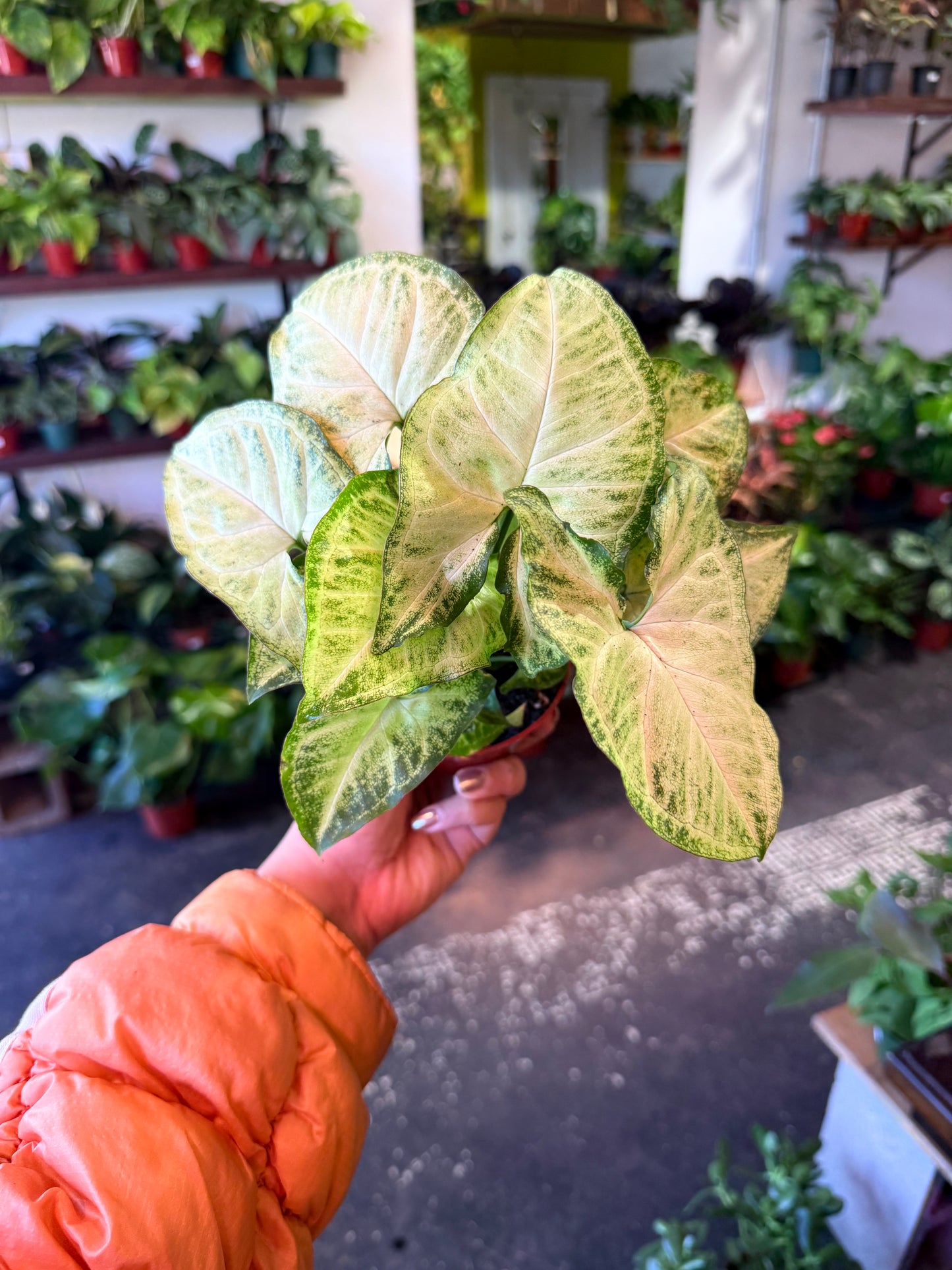 Syngonium 'White Butterfly'