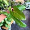 Philodendron Cuttings Bundle (Emerald Red, Emerald Green, & Horse Head)