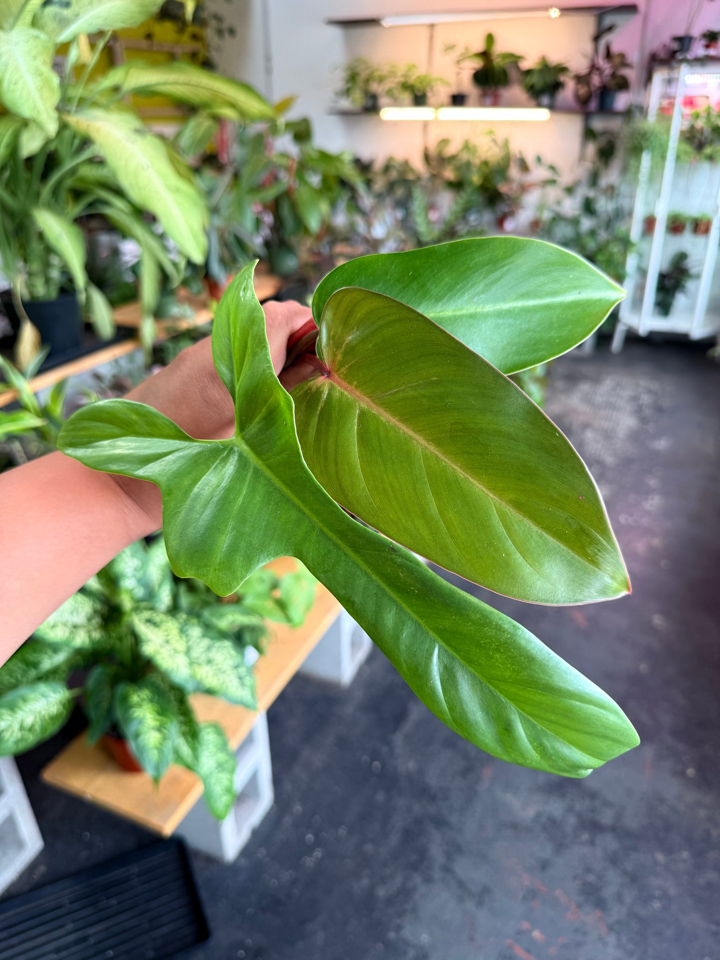 Philodendron Cuttings Bundle (Emerald Red, Emerald Green, & Horse Head)