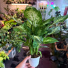 Dieffenbachia ‘Maria’