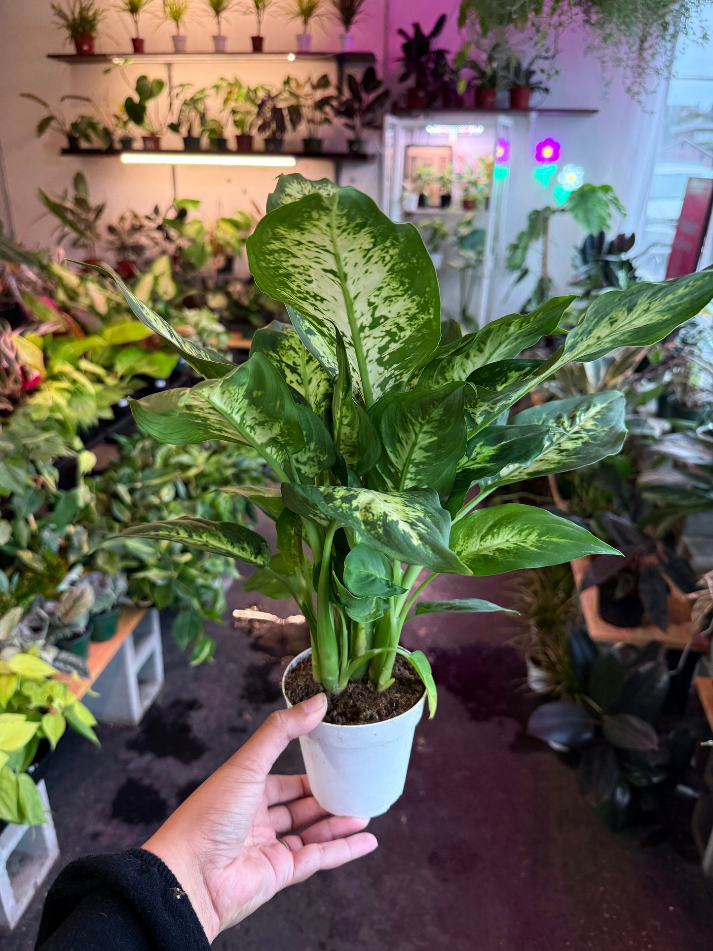Dieffenbachia ‘Maria’