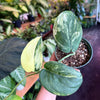 Pothos Jade Satin Variegated