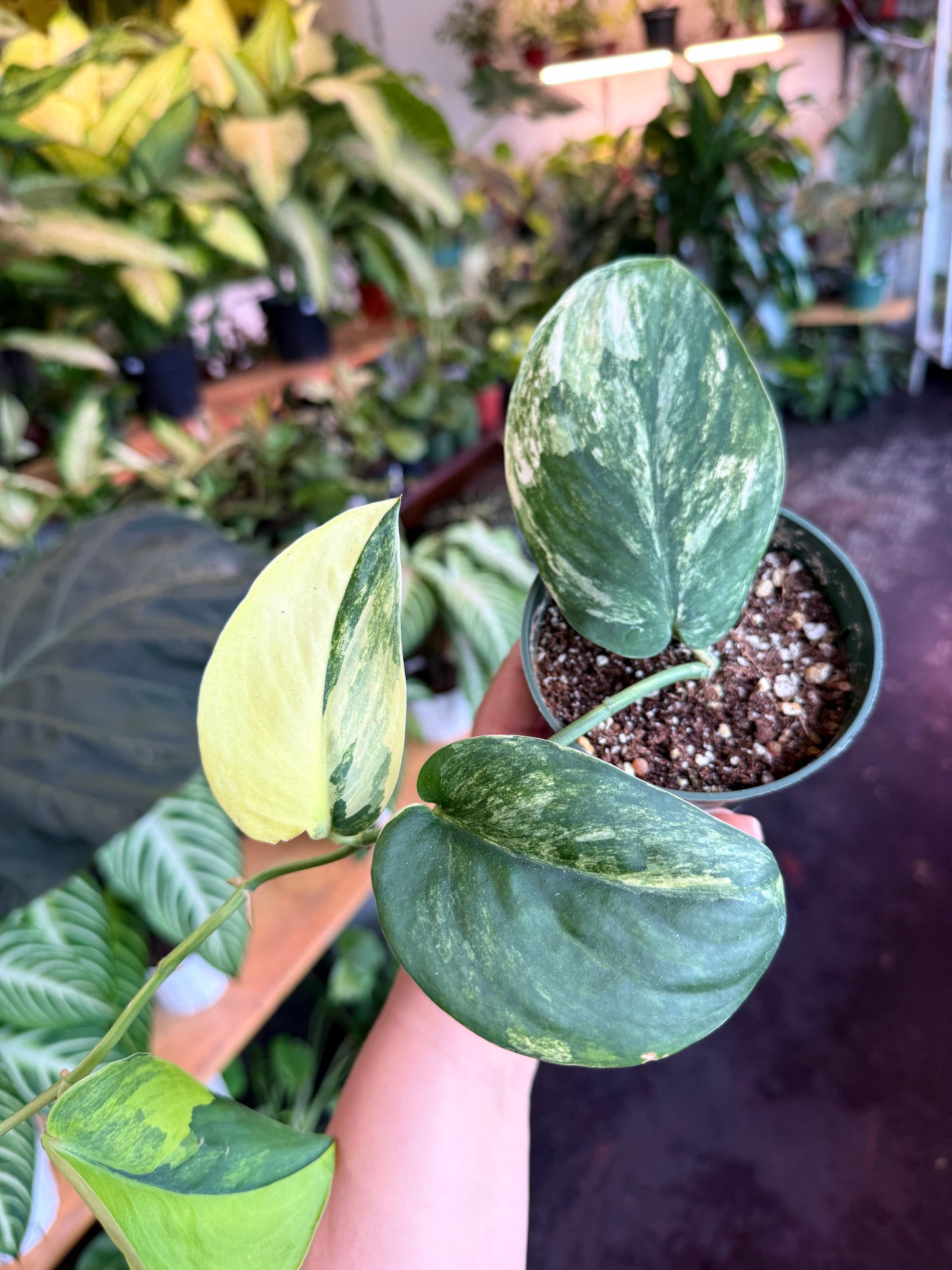 Pothos Jade Satin Variegated