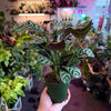 Ctenanthe 'Burl Marxii'