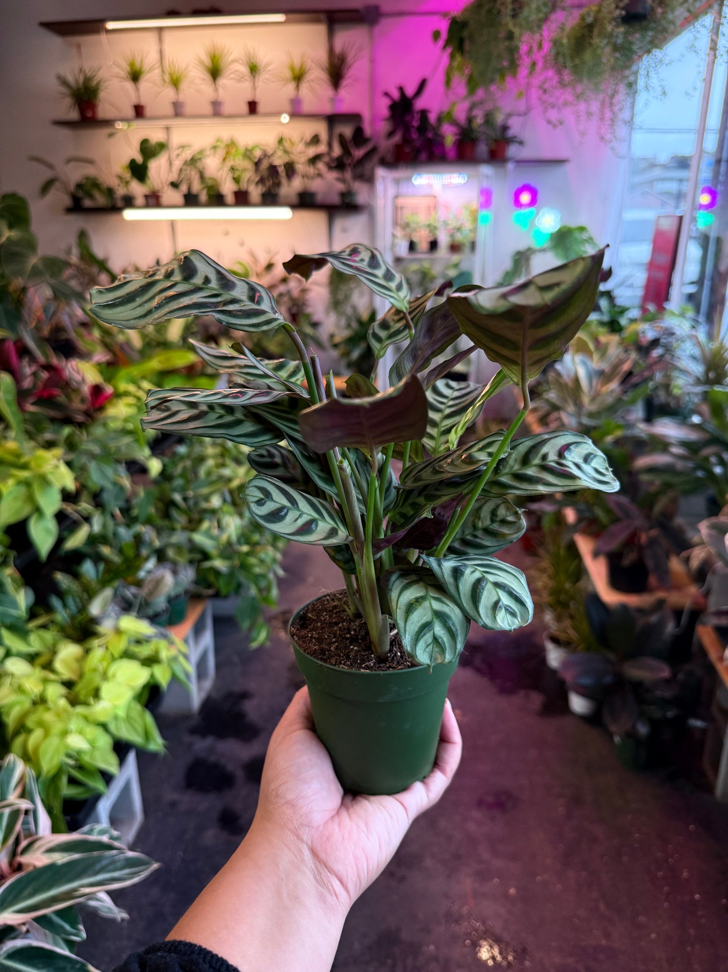 Ctenanthe 'Burl Marxii'