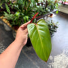 Philodendron Cuttings Bundle (Emerald Red, Emerald Green, & Horse Head)