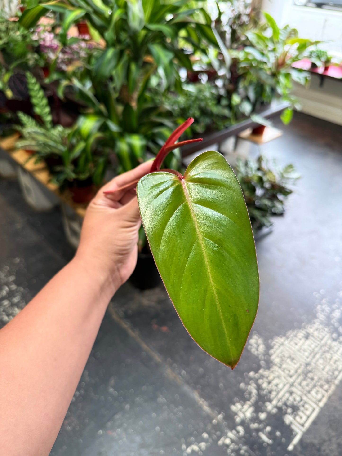 Philodendron Cuttings Bundle (Emerald Red, Emerald Green, & Horse Head)
