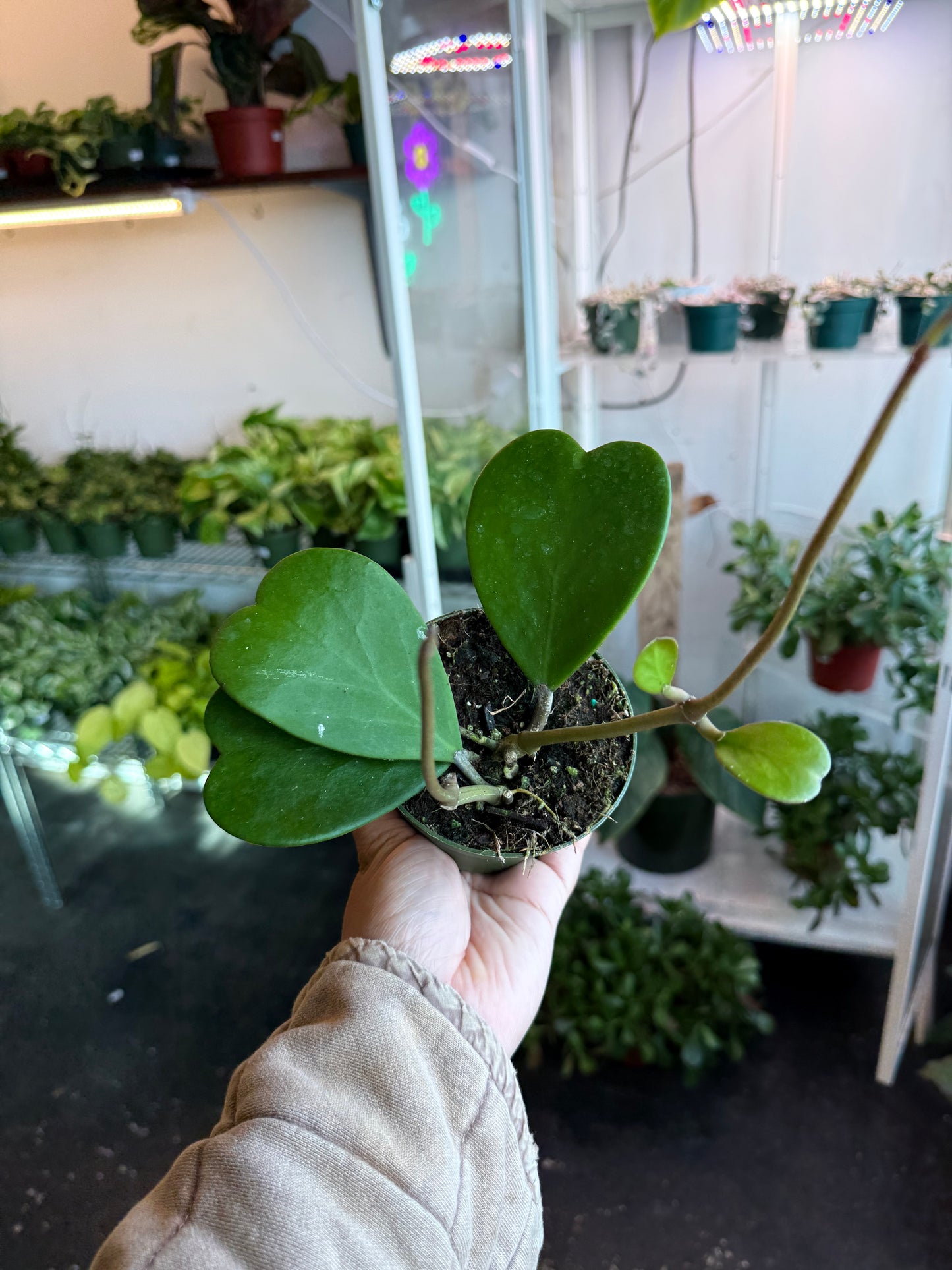 Hoya 'Kerrii Sweetheart' Splash