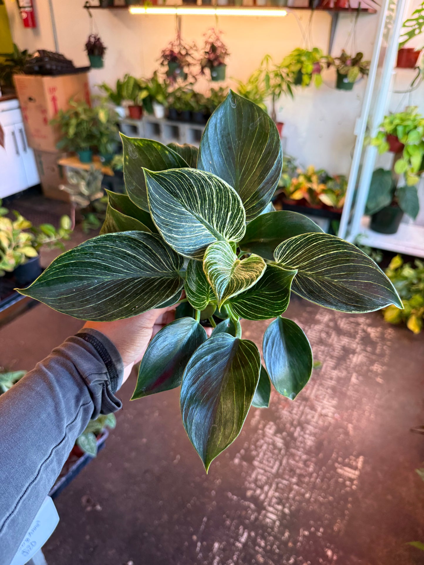 Philodendron ‘Birkin'