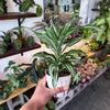 Dracaena ‘Kanzi’