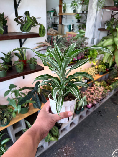 Dracaena ‘Kanzi’