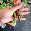 Philodendron Cuttings Bundle (Emerald Red, Emerald Green, & Horse Head)