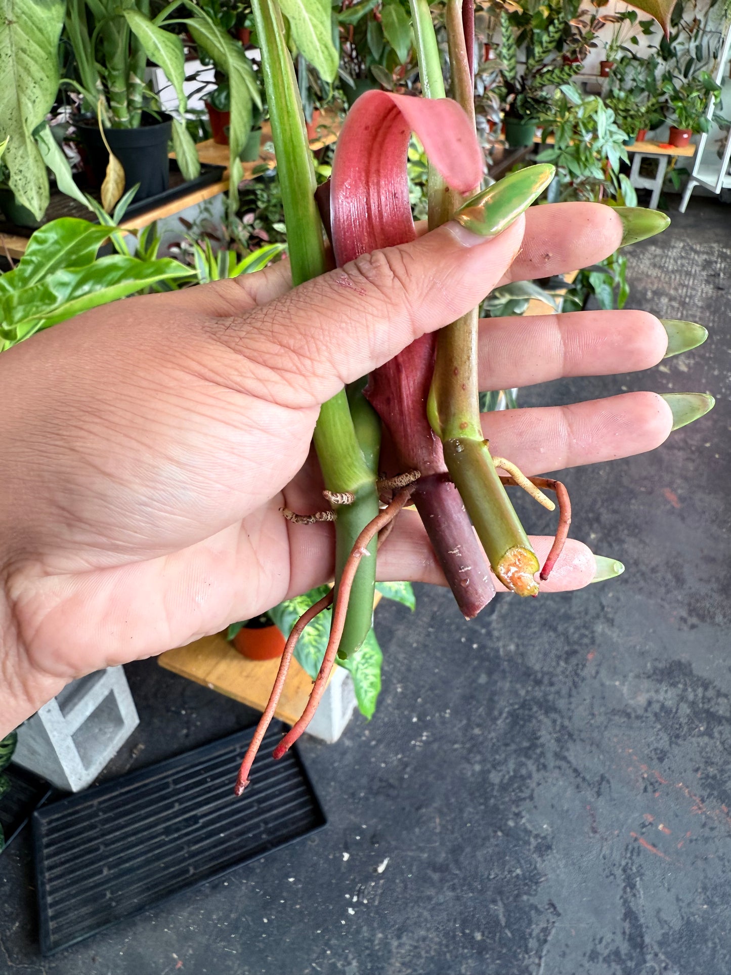 Philodendron Cuttings Bundle (Emerald Red, Emerald Green, & Horse Head)
