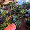 Calathea 'Makoyana'