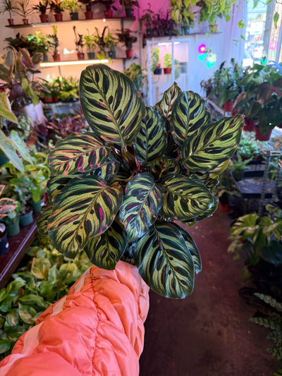 Calathea 'Makoyana'