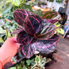 Calathea 'Dottie'