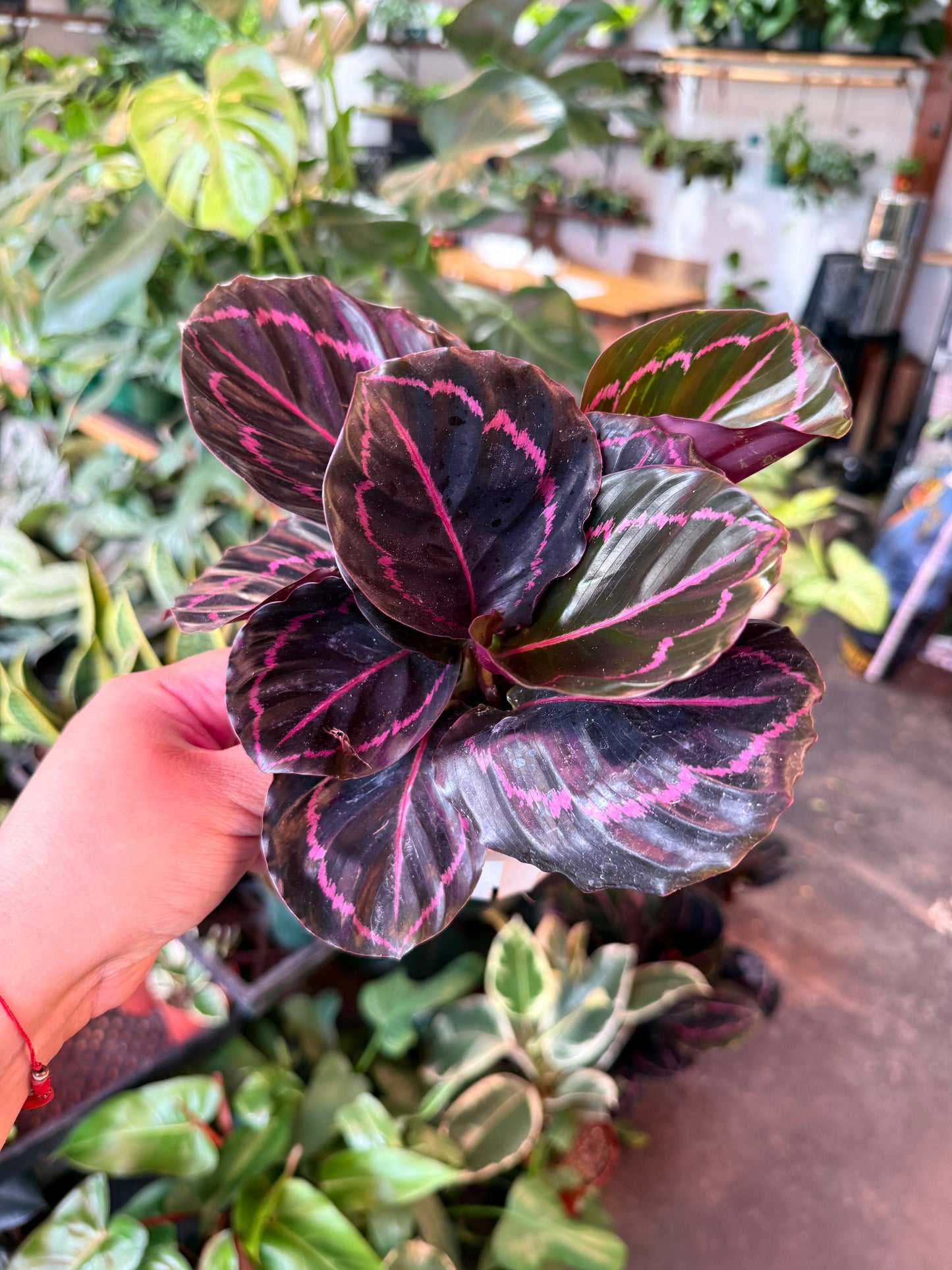 Calathea 'Dottie'