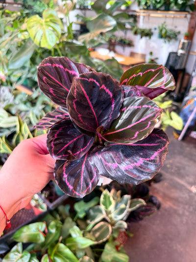 Calathea 'Dottie'