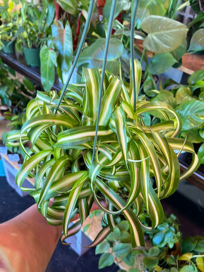 Curly Spider Plant