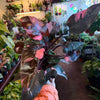 Philodendron 'Pink Princess'