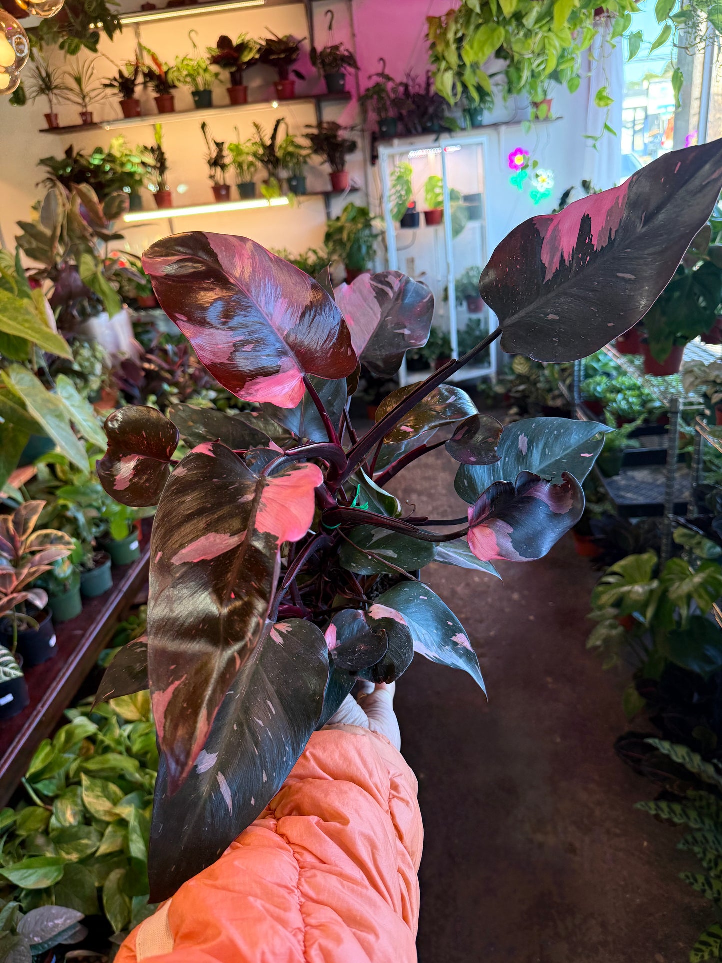 Philodendron 'Pink Princess'