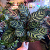 Calathea 'Makoyana'