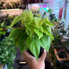 Philodendron Neon