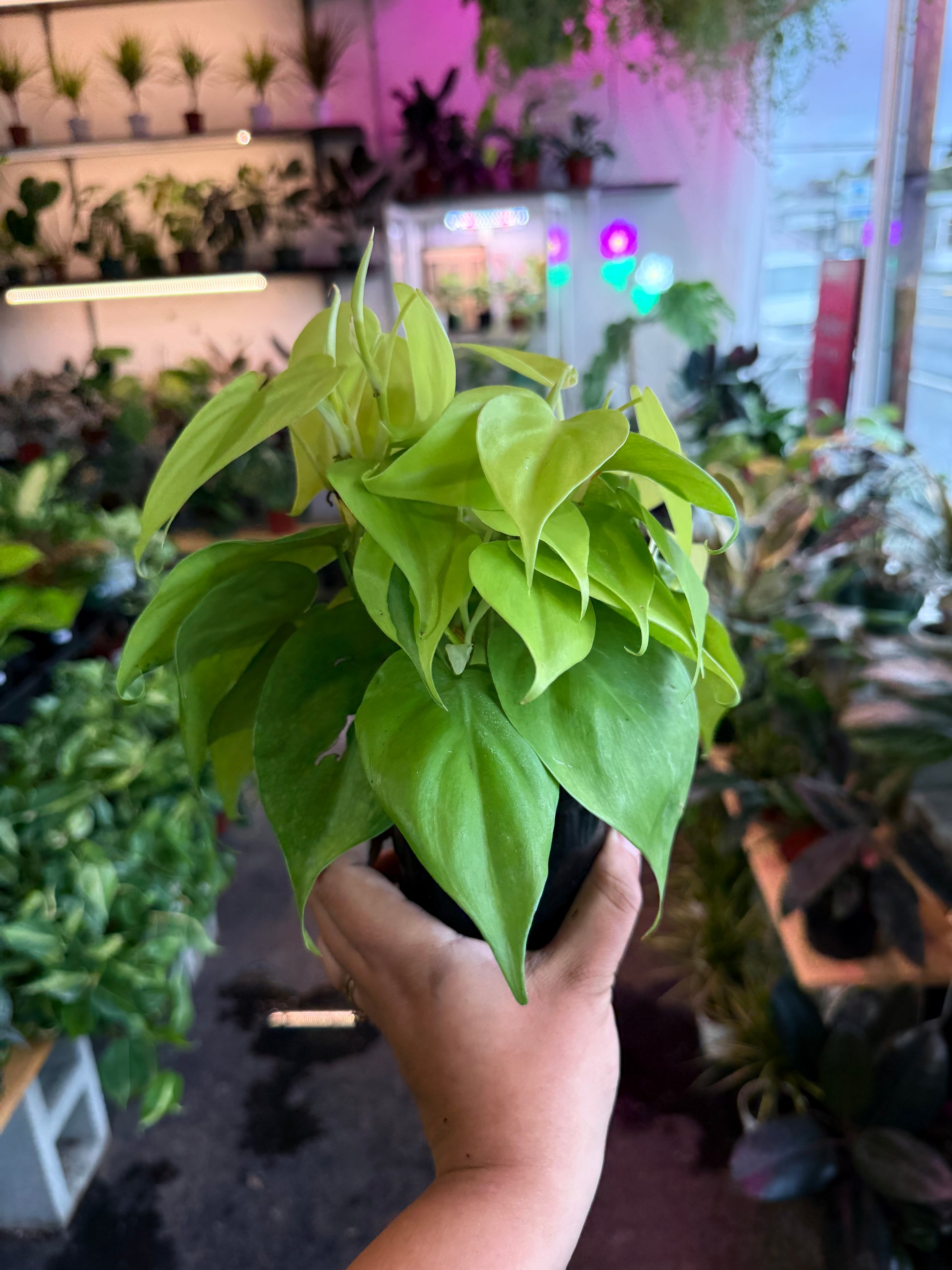 philodendron neon care Philodendron Neon – Humboldt Houseplants