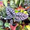 Alocasia ‘Silver Dragon’