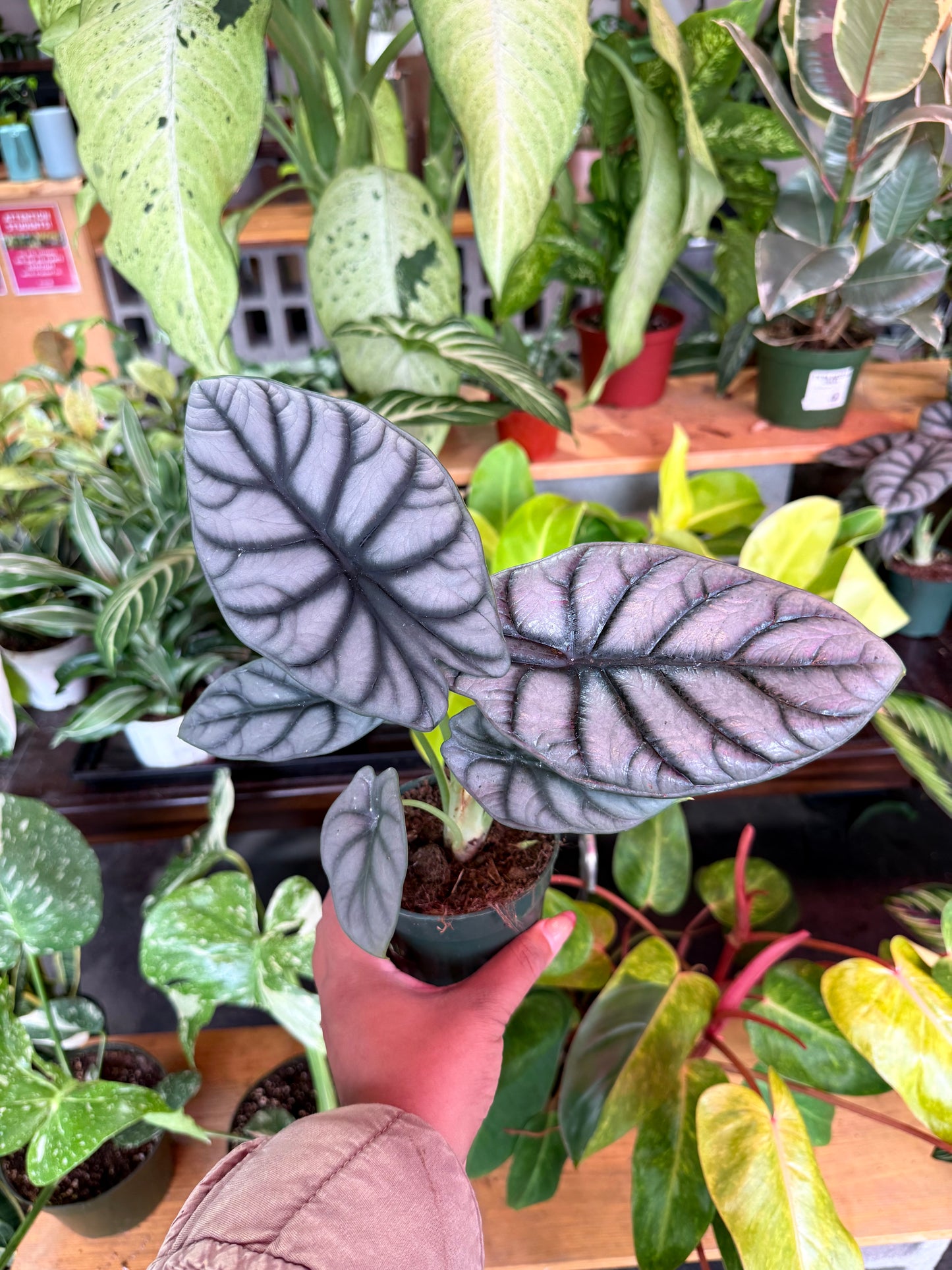 Alocasia ‘Silver Dragon’