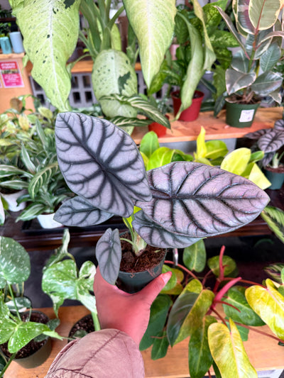 Alocasia ‘Silver Dragon’