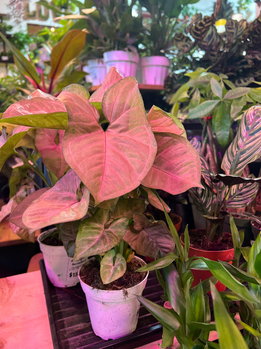 Syngonium Strawberry