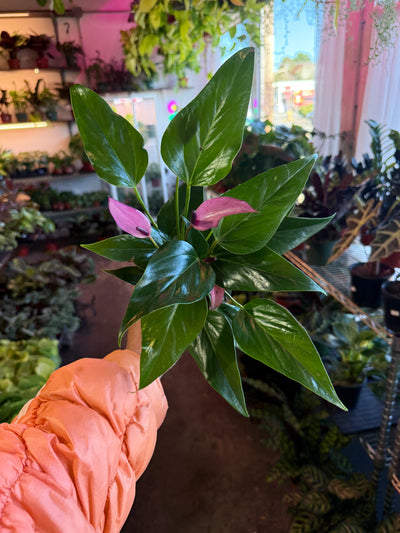 Anthurium ‘Zizou’
