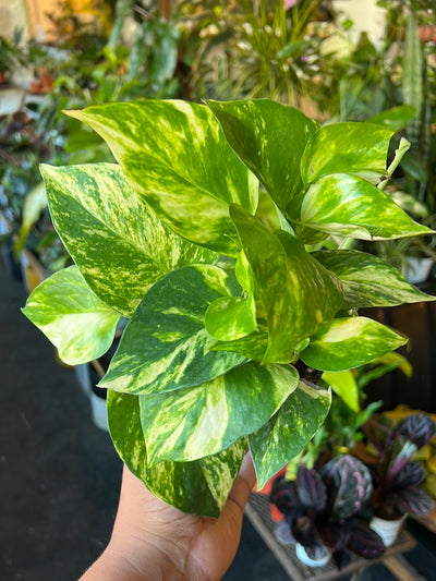 Pothos Golden