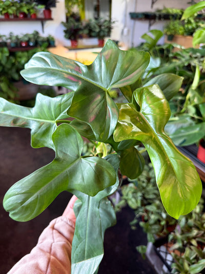 Philodendron 'Bipennifolium' (Horsehead)