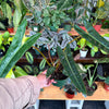 Philodendron 'Billietiae'