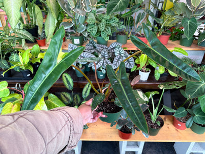 Philodendron 'Billietiae'