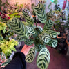 Ctenanthe 'Burl Marxii'