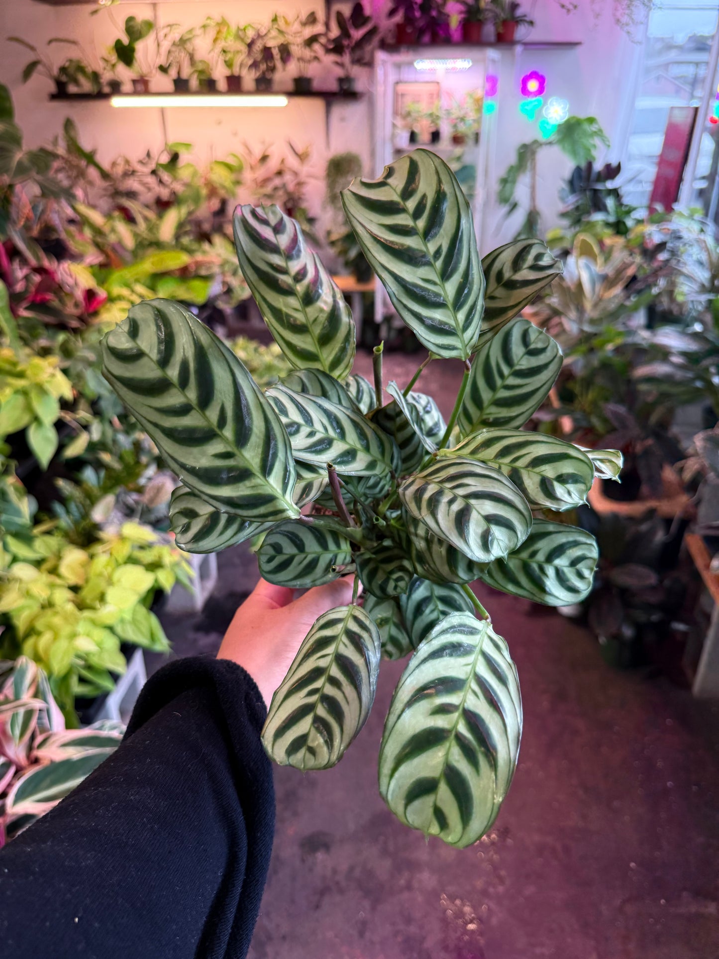 Ctenanthe 'Burl Marxii'