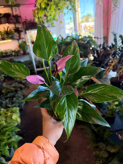 Anthurium ‘Zizou’