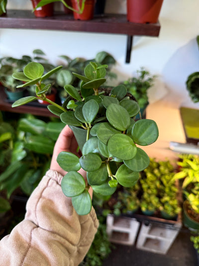Peperomia 'Hope'