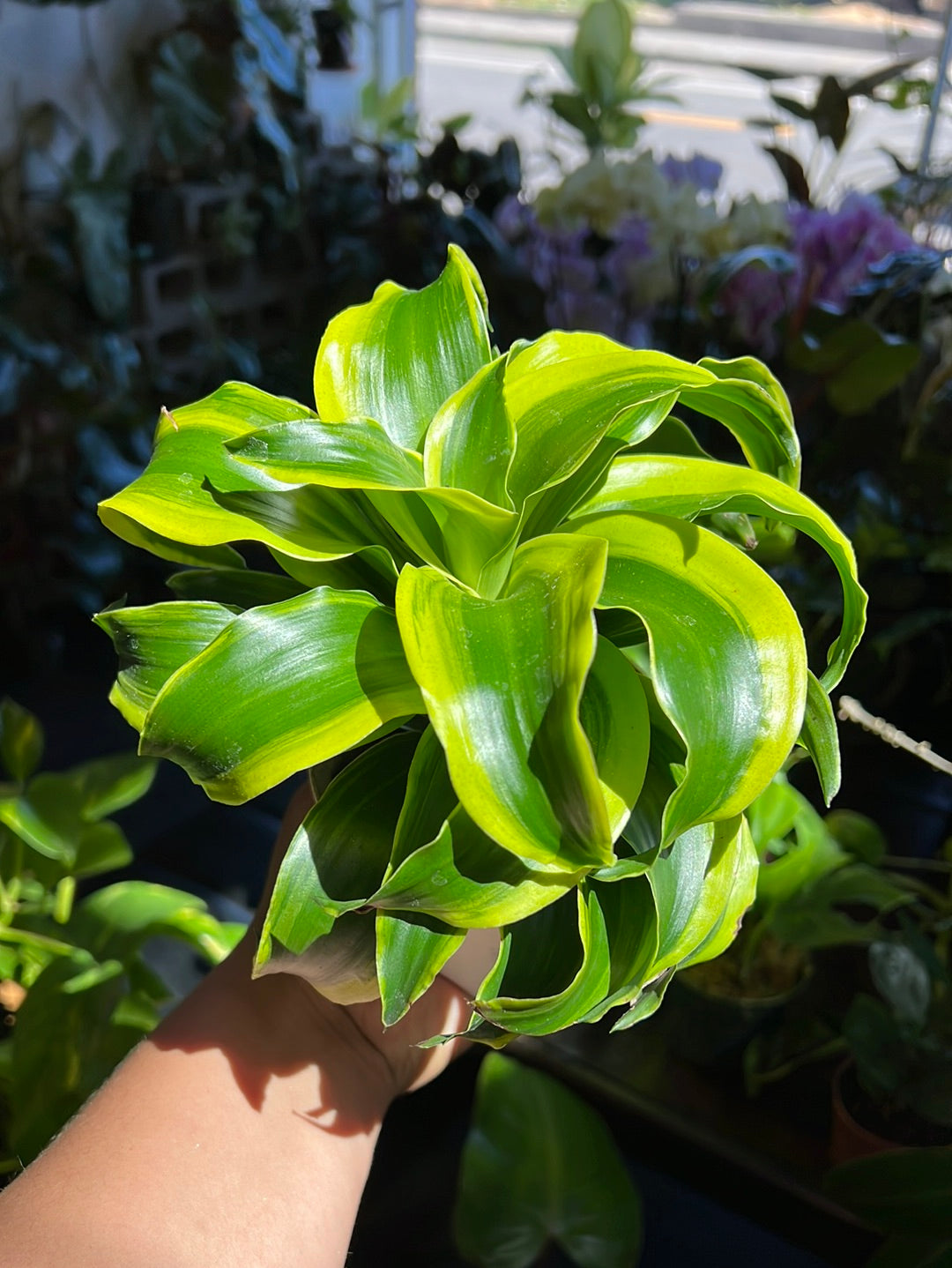 Dracaena Tornado
