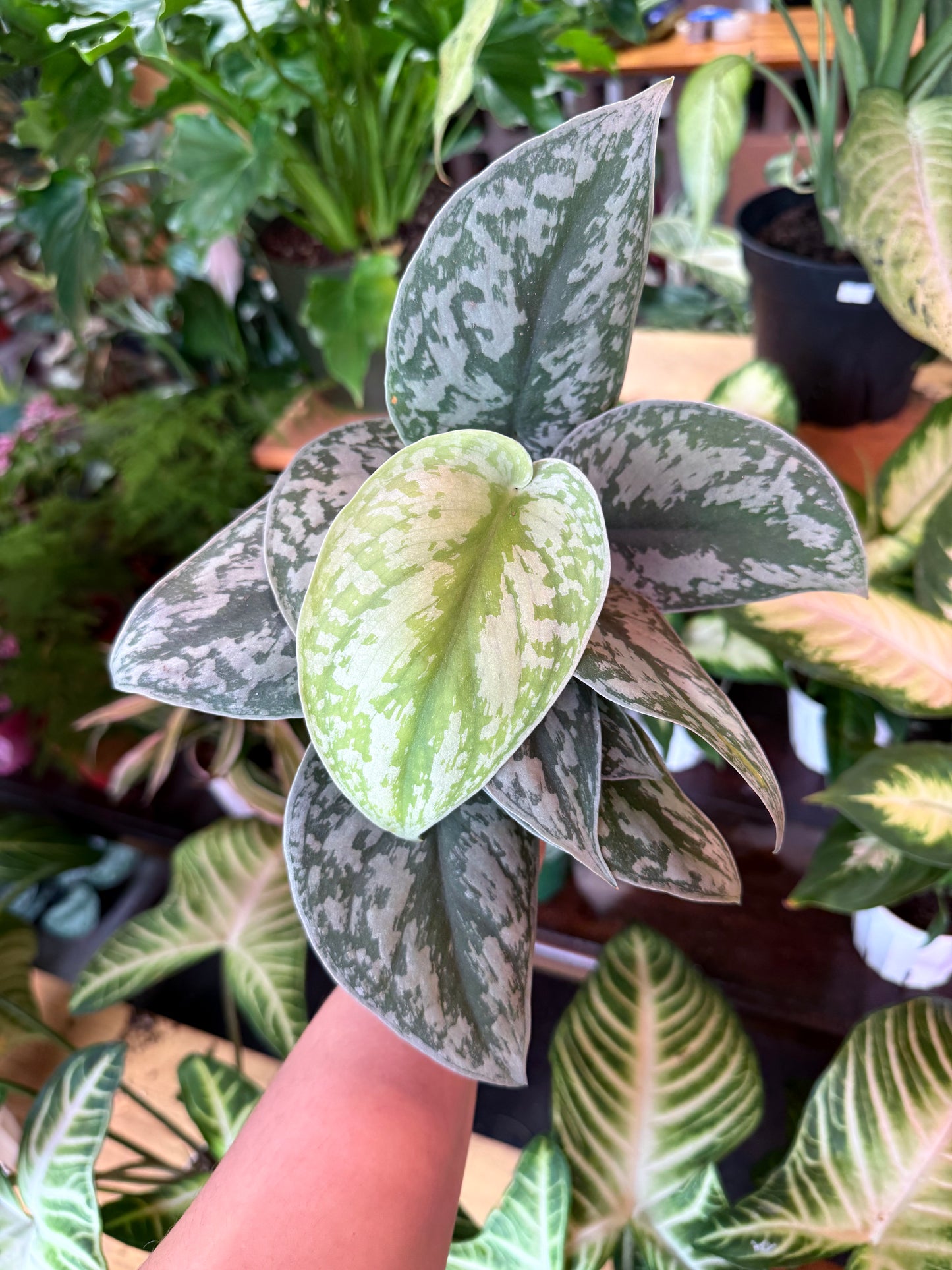 Scindapsus Pictus 'Exotica'