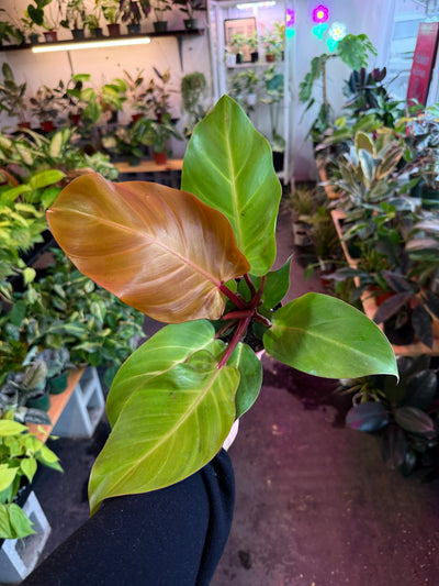 Philodendron Prince of Orange