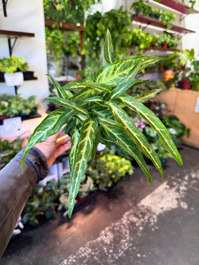 Syngonium ‘Tri-Leaf Wonder’