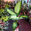 Dieffenbachia ‘Camille’