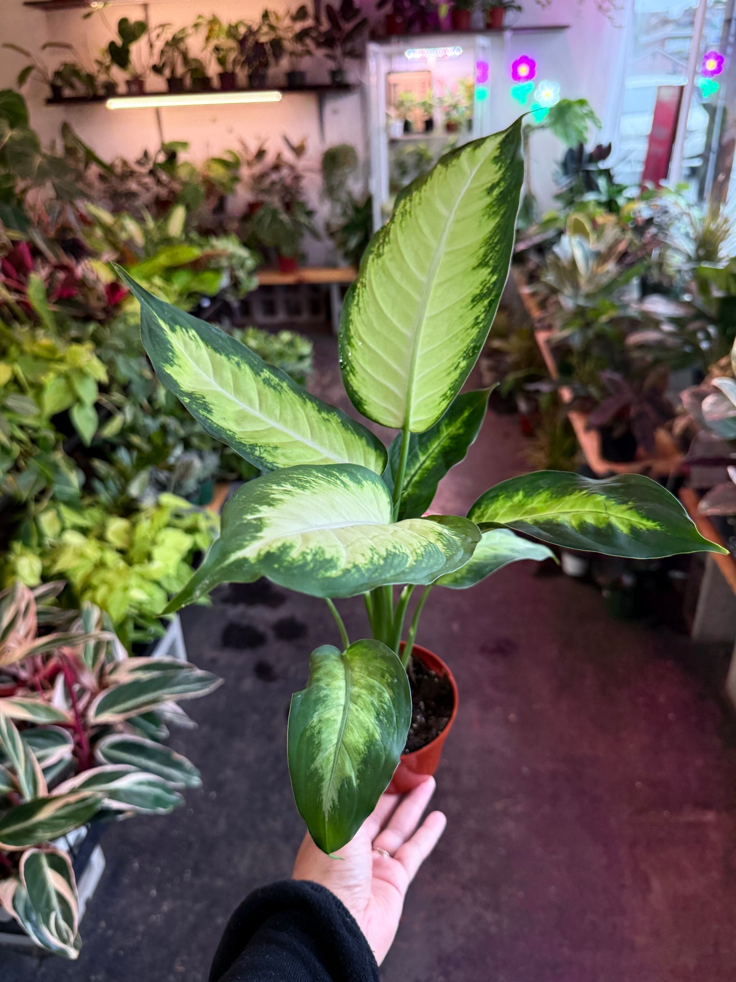 Dieffenbachia ‘Camille’
