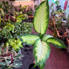 Dieffenbachia ‘Camille’