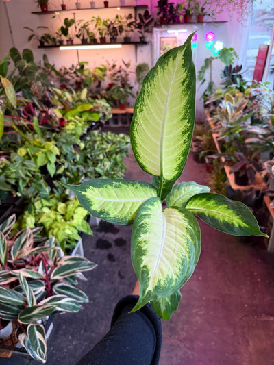 Dieffenbachia ‘Camille’